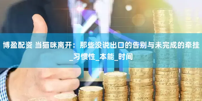 博盈配资 当猫咪离开：那些没说出口的告别与未完成的牵挂_习惯性_本能_时间